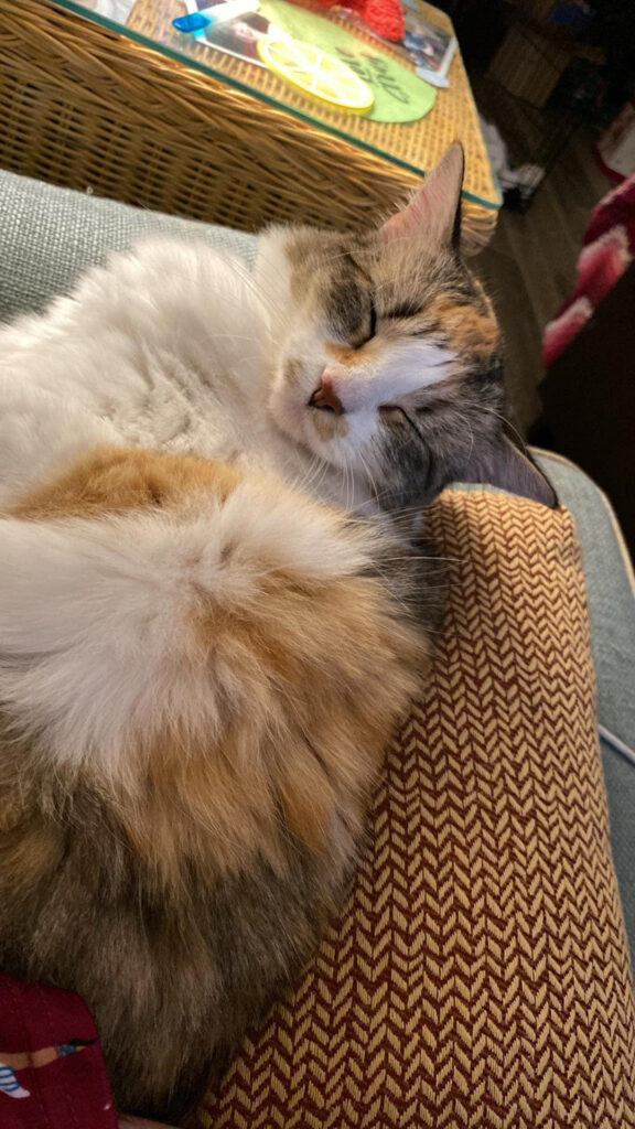 pet: Sushi
