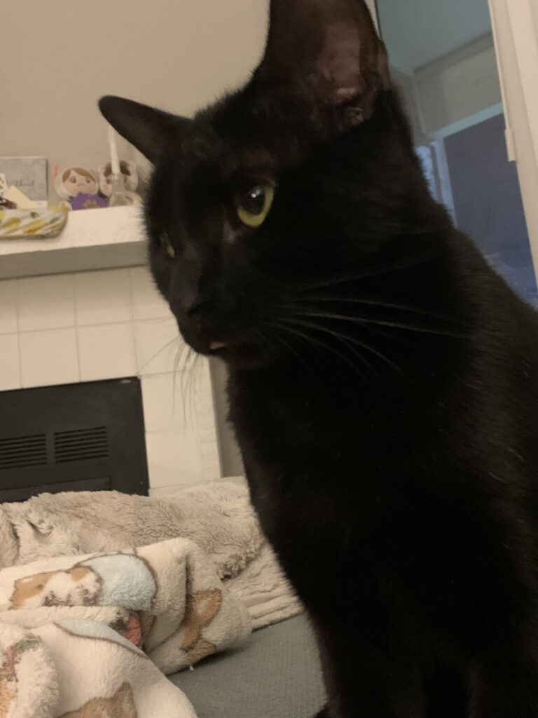 Pet: Jiji