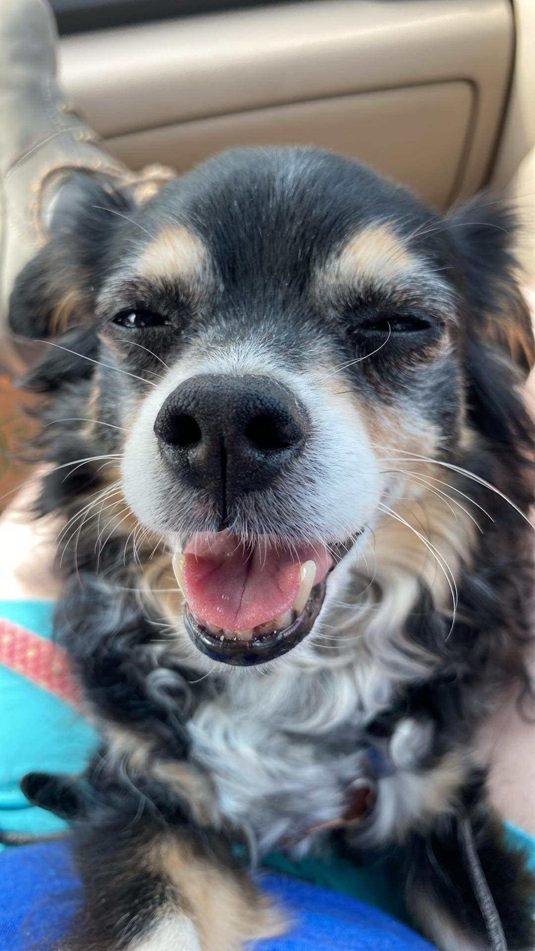 Felix - Employee Spotlight - Pet: Lainey Lou